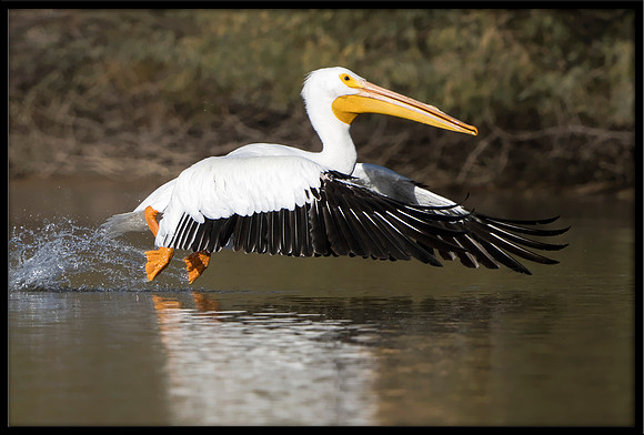 White Pelican