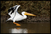 American White Pelicans