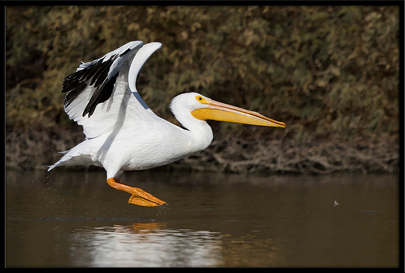 White Pelican