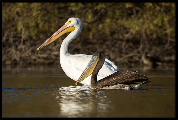 White and Brown Pelicans