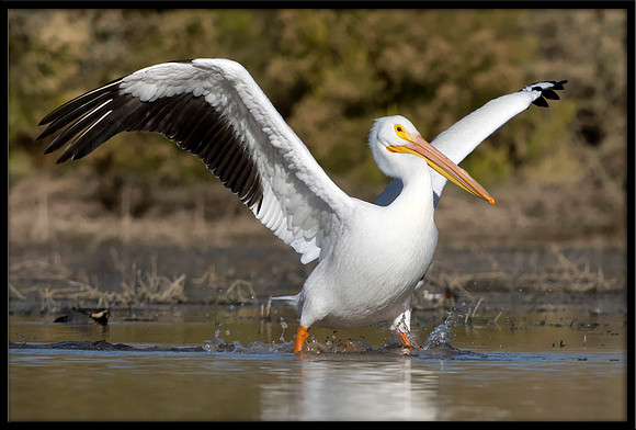 White Pelican