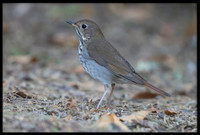 Hermit Thrushes