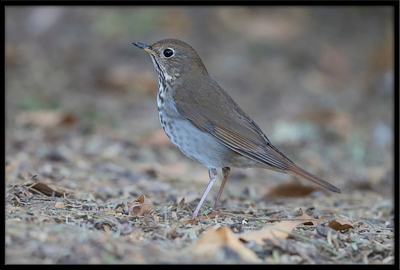 Hermit Thrush