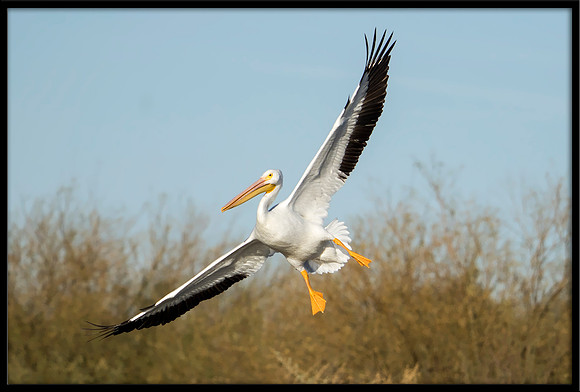 White Pelican