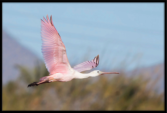 Roseate Spoonbill