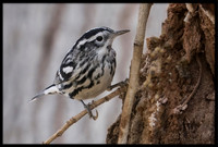 Black and White Warbler