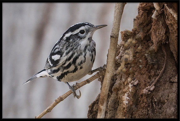 Black and White Warbler