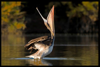 Brown Pelican