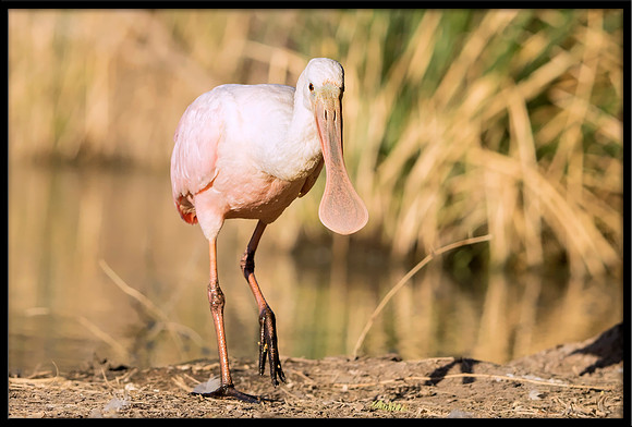 Roseate Spoonbill