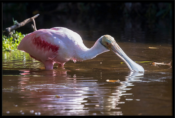 Roseate Spoonbill