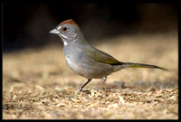 Green-tailed Towhee