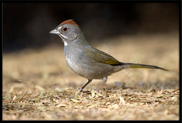 Green-tailed Towhee