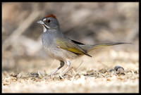 Green-tailed Towhee