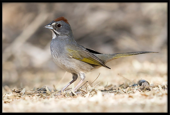 Green-tailed Towhee