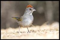 Green-tailed Towhee