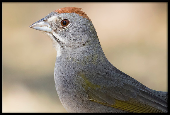 Green-tailed Towhee