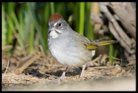 Green-tailed Towhee