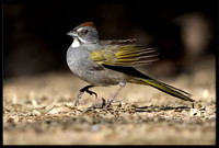 Green-tailed Towhee