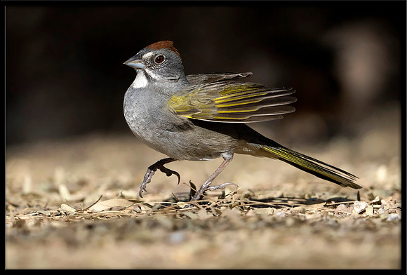Green-tailed Towhee