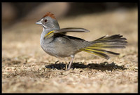 Green-tailed Towhee