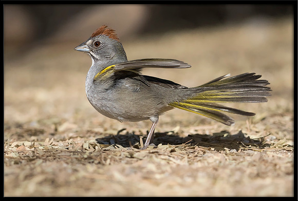 Green-tailed Towhee