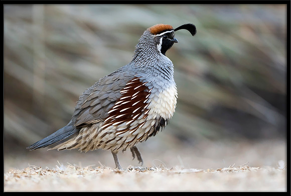 Gambel's Quail