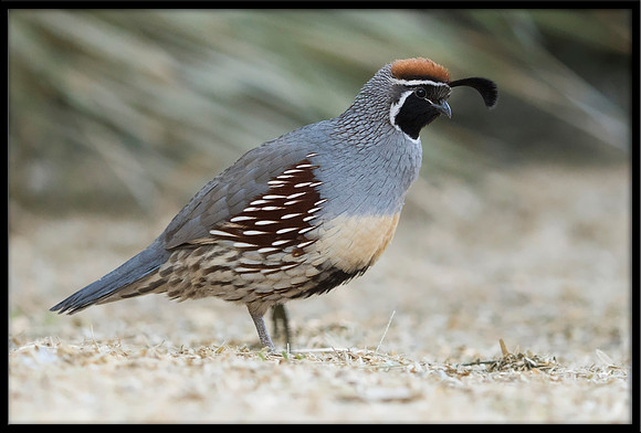 Gambel's Quail