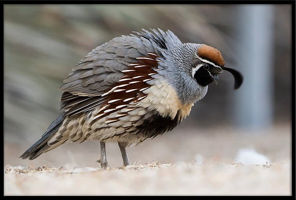 Gambel's Quail