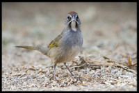Green-tailed Towhee