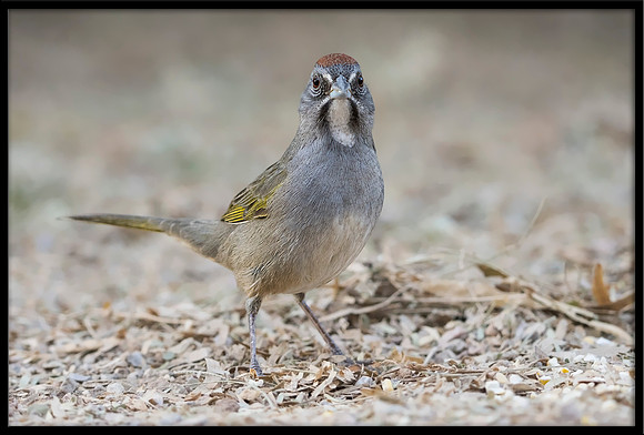 Green-tailed Towhee