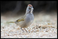 Green-tailed Towhee