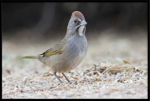 Green-tailed Towhee