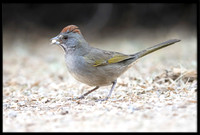Green-tailed Towhee