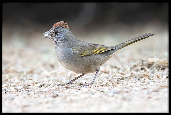 Green-tailed Towhee