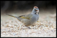 Green-tailed Towhee