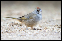 Green-tailed Towhee