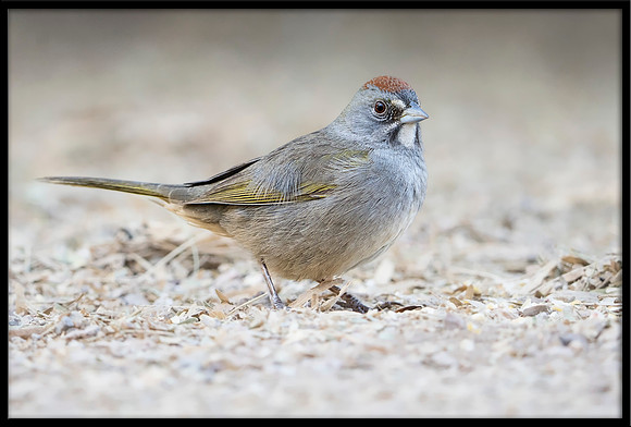Green-tailed Towhee