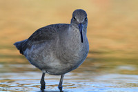 Willet