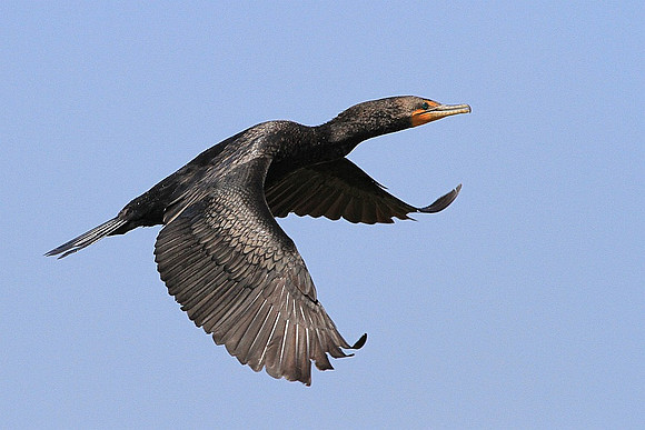 Cormorant in flight