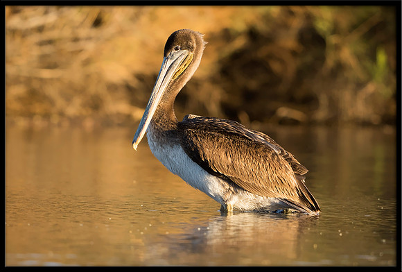 Brown Pelican