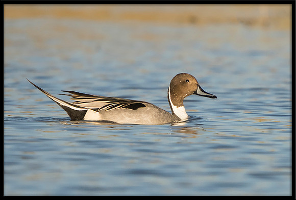 Northern Pintail