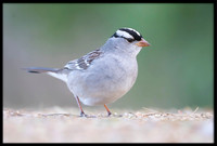 White-crowned Sparrow