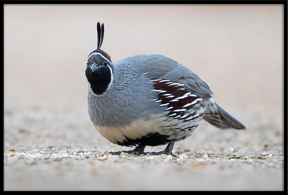 Gambel's Quail