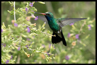Broad-billed Hummingbird