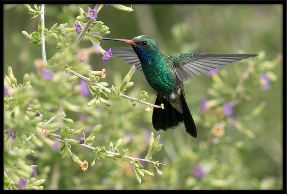 Broad-billed Hummingbird