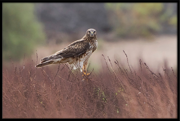 Northern Harrier (f)