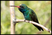 Broad-billed Hummingbird