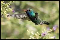 Broad-billed Hummingbird