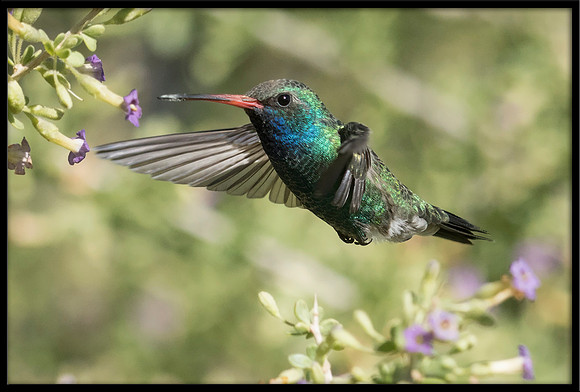 Broad-billed Hummingbird