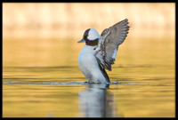 Bufflehead